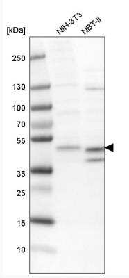 Western Blot: ECSIT Antibody [NBP1-91858] - Analysis in mouse cell line NIH-3T3 and rat cell line NBT-II.