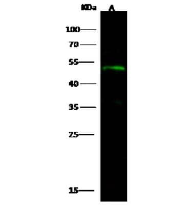 Western Blot: ECSIT Antibody [NBP3-00303] - Anti-ECSIT rabbit polyclonal antibody at 1:500 dilution. Lane A: NIH3T3 Whole Cell Lysate. Lysates/proteins at 30 ug per lane. Secondary Goat Anti-Rabbit IgG H&L (Dylight 800) at 1/10000 dilution. Developed using the Odyssey technique. Performed under reducing conditions. Predicted band size: 49 kDa. Observed band size: 49 kDa