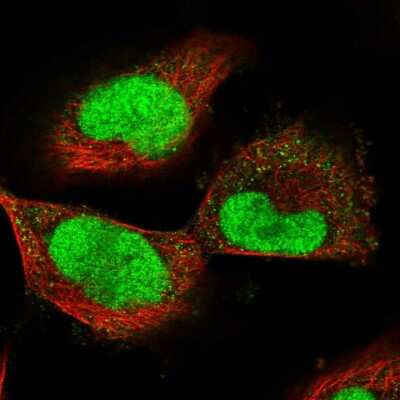 Immunocytochemistry/Immunofluorescence: ECT2 Antibody [NBP2-58392] - Staining of human cell line U-251 MG shows localization to nucleus. Antibody staining is shown in green.