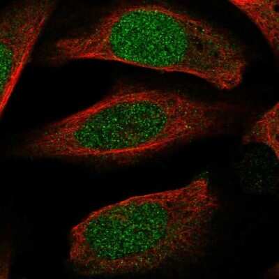 Immunocytochemistry/Immunofluorescence: ECT2 Antibody [NBP2-68630] - Staining of human cell line U-2 OS shows localization to nucleus.