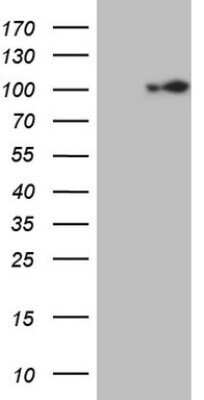 Western Blot: ECT2 Antibody (OTI2D9) - Azide and BSA Free [NBP2-70613] - Analysis of HEK293T cells were transfected with the pCMV6-ENTRY control (Left lane) or pCMV6-ENTRY ECT2.