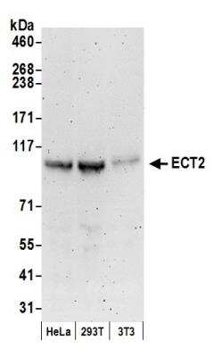 Western Blot ECT2 Antibody - BSA Free