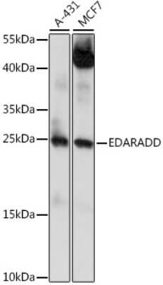 Western Blot EDARADD Antibody - Azide and BSA Free