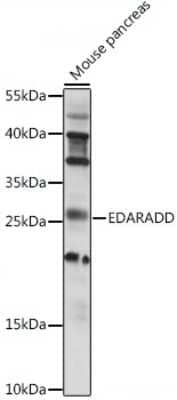 Western Blot EDARADD Antibody - Azide and BSA Free