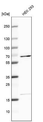 Western Blot: EDC3 Antibody [NBP2-30473] - Analysis in human cell line HEK 293.