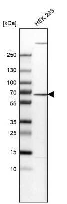 Western Blot EDC3 Antibody - BSA Free