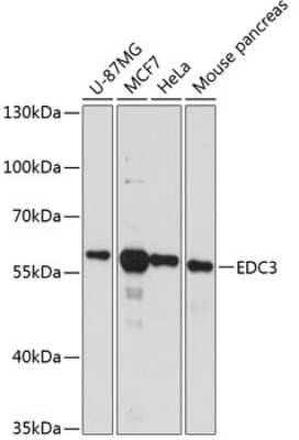 Western Blot: EDC3 Antibody [NBP2-92724] - Analysis of extracts of various cell lines, using EDC3 at 1:3000 dilution.Secondary antibody: HRP Goat Anti-Rabbit IgG (H+L) at 1:10000 dilution.Lysates/proteins: 25ug per lane.Blocking buffer: 3% nonfat dry milk in TBST.Detection: ECL Basic Kit .Exposure time: 90s.