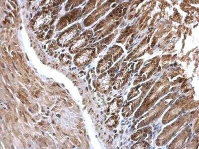 Immunohistochemistry-Paraffin: EDC4 Antibody [NBP2-16267] - EDC4 antibody detects EDC4 protein at cytosol and nucleus on mouse duodenum by immunohistochemical analysis. Sample: Paraffin-embedded mouse duodenum. EDC4 antibody dilution: 1:500.