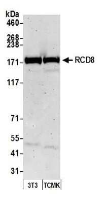 Western Blot: EDC4 Antibody [NB100-2273] - Detection of mouse RCD8 by western blot. Samples: Whole cell lysate (50 ug) from NIH 3T3 and TCMK-1 cells prepared using NETN lysis buffer. Antibody: Affinity purified rabbit anti-RCD8 antibody NB100-2273 used for WB at 0.1 ug/ml. Detection: Chemiluminescence with an exposure time of 3 minutes.