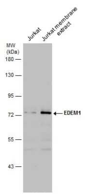 Western Blot: EDEM1 Antibody [NBP3-12935] - Jurkat whole cell and membrane extracts (30 ug) were separated by 7.5% SDS-PAGE, and the membrane was blotted with EDEM1 antibody (NBP3-12935) diluted at 1:1000.