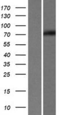 Western Blot: EDEM1 Overexpression Lysate (Adult Normal) [NBP2-07299] Left-Empty vector transfected control cell lysate (HEK293 cell lysate); Right -Over-expression Lysate for EDEM1.