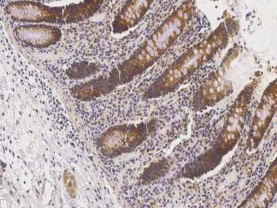 Immunohistochemistry-Paraffin: EDEM2 Antibody [NBP2-97100] - Immunochemical staining of human EDEM2 in human small intestine with rabbit polyclonal antibody at 1:10000 dilution, formalin-fixed paraffin embedded sections.