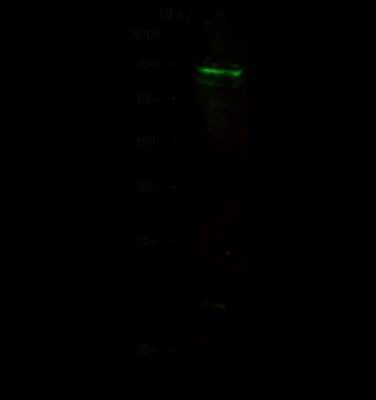 Western Blot: EDEM2 Antibody [NBP2-97100] - Anti-EDEM2 rabbit polyclonal antibody at 1:500 dilution. Lane A: HepG2 Whole Cell Lysate. Lysates/proteins at 30 ug per lane. Secondary Goat Anti-Rabbit IgG H&L (Dylight 800) at 1/10000 dilution. Developed using the Odyssey technique. Performed under reducing conditions. Predicted band size: 65 kDa. Observed band size: 65 kDa