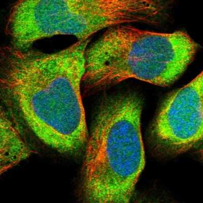 Immunocytochemistry/Immunofluorescence: EDF1 Antibody [NBP1-84011] - Staining of human cell line U-2 OS shows localization to cytosol. Antibody staining is shown in green.