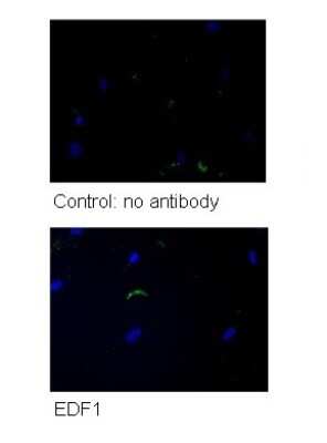 Immunocytochemistry/Immunofluorescence: EDF1 Antibody [NBP2-87325]