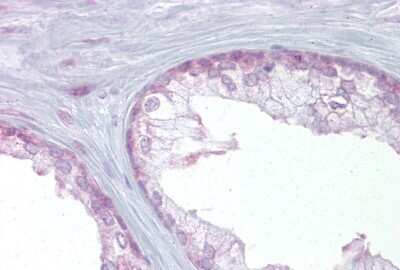 Immunohistochemistry: EDF1 Antibody [NBP2-87328] - Immunohistochemistry with Prostate tissue at an antibody concentration of 5ug/ml using anti-EDF1 antibody