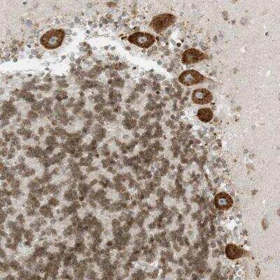 Immunohistochemistry-Paraffin: EDF1 Antibody [NBP1-84011] - Staining of human cerebellum showing strong nuclear and cytoplamic positivity in Purkinje cells.