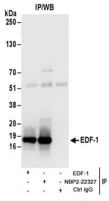 Immunoprecipitation: EDF1 Antibody [NBP2-22327] - Whole cell lysate (1 mg for IP; 20% of IP loaded) from 293T cells.  Antibodies:  NBP2-22327 used for IP at 6 ug/mg lysate.  EDF-1 was also immunoprecipitated by rabbit anti-EDF-1 antibody.  For blotting immunoprecipitated EDF-1, NBP2-22327 was used at 1 ug/ml.  Detection: Chemiluminescence with an exposure time of 3 seconds.