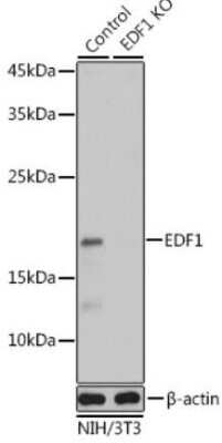 <b>Genetic Strategies Validation. </b>Western Blot: EDF1 Antibody [NBP2-92882] - Analysis of extracts from normal (control) and EDF1 Rabbit pAb knockout (KO) NIH/3T3 cells, using EDF1 Rabbit pAb antibody at 1:1000 dilution. Secondary antibody: HRP Goat Anti-Rabbit IgG (H+L)  at 1:10000 dilution. Lysates/proteins: 25ug per lane. Blocking buffer: 3% nonfat dry milk in TBST. Detection: ECL Basic Kit. Exposure time: 1s.