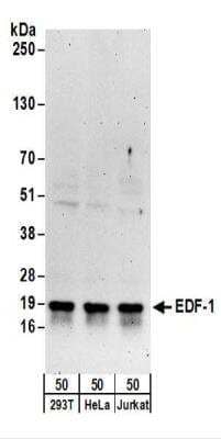 Western Blot: EDF1 Antibody [NBP2-22327] - Whole cell lysate (50 ug) from 293T, HeLa, and Jurkat cells.  NBP2-22327 used for WB at 0.1 ug/ml.  Detection: Chemiluminescence with an exposure time of 3 minutes.