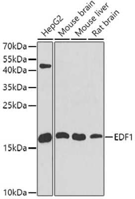 Western Blot EDF1 Antibody - BSA Free