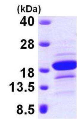 Western Blot Recombinant Human EDF1 His Protein