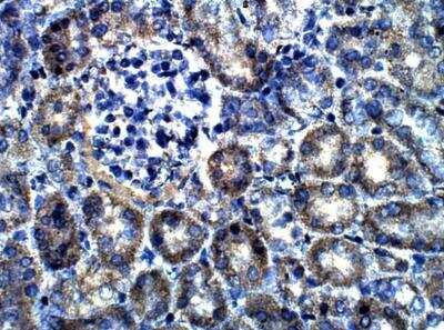 Immunohistochemistry-Paraffin: EDIL3/DEL1 Antibody [NBP3-12298] - Mouse kidney. 1:100 in IHC blocking buffer. DAB (brown) staining and Hematoxylin QS (blue) counterstain. 40X magnification.