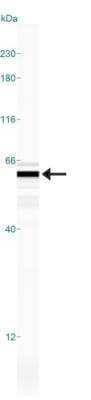 Simple Western EDIL3/DEL1 Antibody - BSA Free