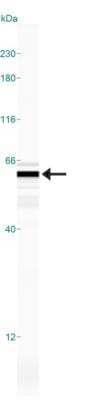 Simple Western: EDIL3/DEL1 Antibody [NBP1-28632] - Simple Western lane view shows a specific band for EDIL3/DEL1 in 0.5 mg/ml of Human Brain lysate.  This experiment was performed under reducing conditions using the 12-230 kDa separation system.