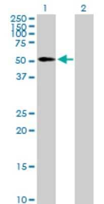 Western Blot: EDIL3/DEL1 Antibody [H00010085-B01P] - Analysis of EDIL3 expression in transfected 293T cell line by EDIL3 polyclonal antibody.  Lane 1: EDIL3 transfected lysate(52.8 KDa). Lane 2: Non-transfected lysate.