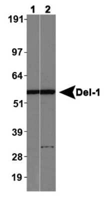 Western Blot: EDIL3/DEL1 Antibody [NBP1-28632] - Lane 1: Western blot on normal human brain, Lane 2: Western blot on normal mouse brain.