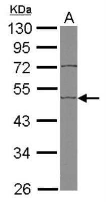 Western Blot: EDIL3/DEL1 Antibody [NBP2-16146] - Sample (50 ug of whole cell lysate) A: Mouse Brain, 10% SDS PAGE gel, diluted at 1:1000.