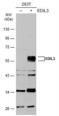 Western Blot: EDIL3/DEL1 Antibody [NBP2-16146] - Non-transfected (-) and transfected (+) 293T whole cell extracts (30 ug) were separated by 10% SDS-PAGE, and the membrane was blotted with EDIL3 antibody diluted at 1:10000. HRP-conjugated anti-rabbit IgG antibody was used to detect the primary antibody.