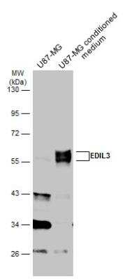 Western Blot: EDIL3/DEL1 Antibody [NBP2-16146] - U87-MG whole cell extract and conditioned medium (30 ug) were separated by 10% SDS-PAGE, and the membrane was blotted with EDIL3 antibody diluted at 1:1000. HRP-conjugated anti-rabbit IgG antibody was used to detect the primary antibody.