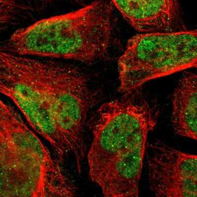 Immunocytochemistry/Immunofluorescence: EDR1/PHC1 Antibody [NBP1-84009] - Immunofluorescent staining of human cell line U-2 OS shows localization to nucleus.