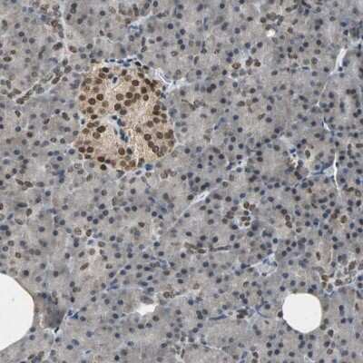 Immunohistochemistry-Paraffin: EDR1/PHC1 Antibody [NBP1-84009] - Staining of human pancreas shows strong nuclear positivity in islet cells.