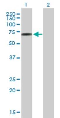 Western Blot: EDRF1 Antibody [H00026098-B01P] - Analysis of C10orf137 expression in transfected 293T cell line by C10orf137 polyclonal antibody.  Lane 1: C10orf137 transfected lysate(62.04 KDa). Lane 2: Non-transfected lysate.