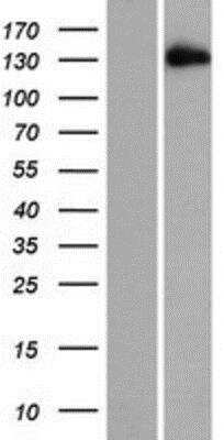 Western Blot EDRF1 Overexpression Lysate