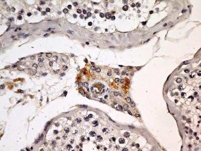 Immunohistochemistry-Paraffin: EEA1 Antibody (6D4.1D4) - Azide and BSA Free [NBP2-80711] - Analysis of FFPE tissue section of mouse testes using mouse monoclonal EEA1 antibody (clone 6D4.1D4) at 10 ug/ml concentration. The interstitial cells depicted a punctate to granular cytoplasmic staining pattern for EEA1 protein with no signal in other ce