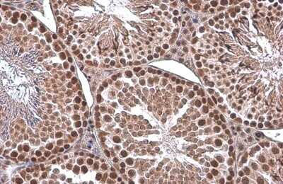 Immunohistochemistry-Paraffin: EED Antibody (GT885) [NBP3-13628] - EED antibody [GT885] detects EED protein at cytoplasm and nucleus by immunohistochemical analysis. Sample: Paraffin-embedded mouse testis. EED stained by EED antibody [GT885] (NBP3-13628) diluted at 1:200. Antigen Retrieval: Citrate buffer, pH 6.0, 15 min