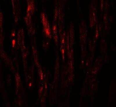 Immunocytochemistry/Immunofluorescence: EED Antibody [NBP2-81819] - Immunofluorescence of EED in human heart tissue with EED antibody at 20 ug/mL.