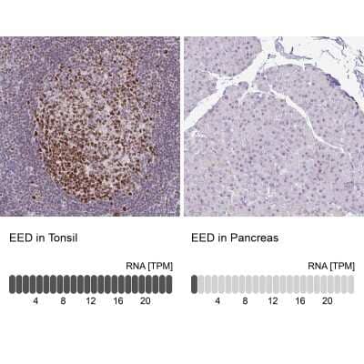 Immunohistochemistry-Paraffin EED Antibody