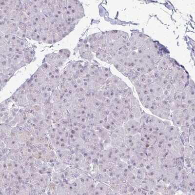 Immunohistochemistry-Paraffin: EED Antibody [NBP2-38907] - Staining of human pancreas shows no positivity in exocrine glandular cells.