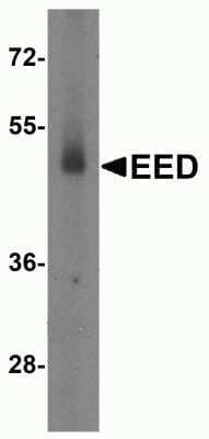 Western Blot: EED Antibody [NBP2-81819] - Western blot analysis of EED expression in human testis tissue lysate with EED antibody at 2 ug/ml