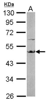 Western Blot: EEF1A2 Antibody [NBP1-32555] - Sample (50 ug of whole cell lysate) A: mouse brain 10% SDS PAGE; antibody diluted at 1:5000.