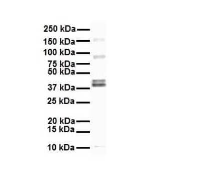 Western Blot: EEF1A2 Antibody [NBP1-55245] - Antibody  Titration: 1 ug/ml Human HepG2.