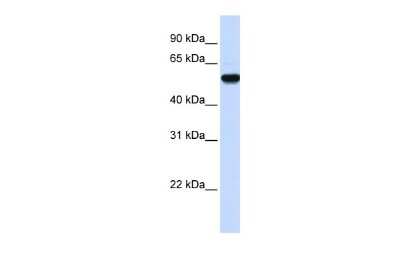 Western Blot: EEF1A2 Antibody [NBP1-55245] - Reccomended Titration: 0.2 - 1 ug/ml ELISA Titer: 1:12500 Positive Control: Human brain