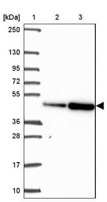 Western Blot EEF1A2 Antibody