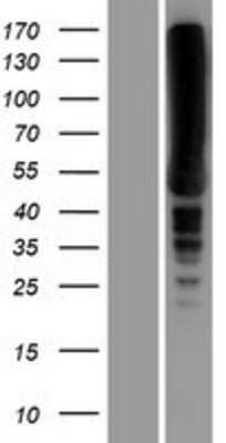 Western Blot EEF1A2 Overexpression Lysate