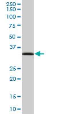 Western Blot: EEF1D Antibody (4B12) [H00001936-M04] - EEF1D monoclonal antibody (M04), clone 4B12. Western Blot analysis of EEF1D expression in HepG2 ( Cat # L019V1 ).